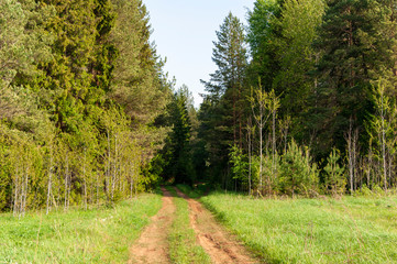 Fototapeta na wymiar country road through the forest