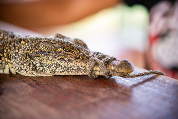 Captive baby crocodile with tied jaws on the table. Animals in captivity in Cuba zoo. Free space...