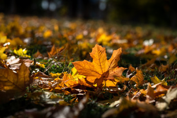 Nice color autumn leaves nature light sunny day