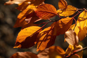 Nice color autumn leaves nature light sunny day