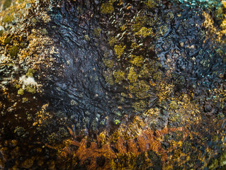 Colorful mildew on an avocado