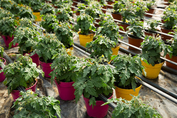 Fototapeta na wymiar Tomato seedlings growing in pots in sunny greenhouse