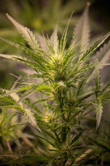 Flowering Blue Dreams Marijuana Plant. Cannabis plant with delicate white tendrils. Flowering stage. 