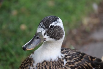 Portrait of a Duck