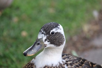 Portrait of a Duck