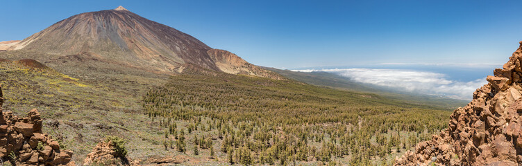 Mountains and pine tree forest near volcano Teide, partly covered by the clouds. Bright blue sky. Teide National Park, Tenerife, Canary Islands, Spain. 2000m altitude.