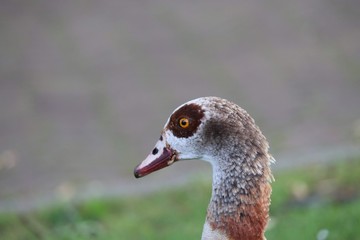 Portrait of a goose