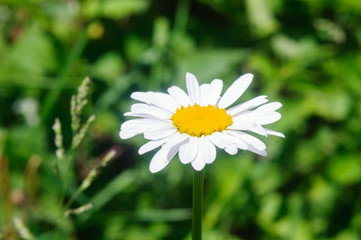 White Daisy flower in the garden, shallow depth of field.