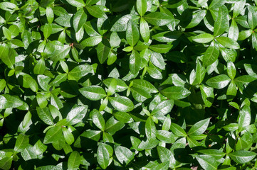 The view from the top of the green leaves of periwinkle in the garden.