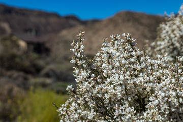 Blooming endemic bush. White flowers of Retama rhodorhizoides. National Park Teide, Tenerife, Canary Islands. Selective focus.