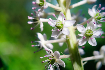 White flowers Phytolacca americana in the garden.