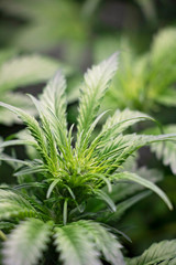 Marijuana Leaves During Flowering Stage Detailed view of cannabis leaves.