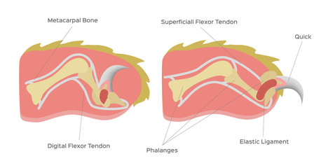 cat nail structure anatomy / vector	