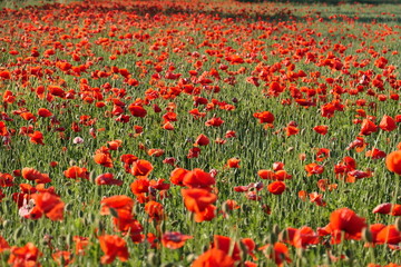 Field full of red poppies