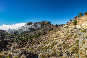 Mountains and pine tree forest near volcano Teide, partly covered by the clouds. Bright blue sky. Teide National Park, Tenerife, Canary Islands, Spain. 2500 meters altitude.