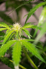 Flowering Blue Dreams Marijuana Plant. Cannabis plant with delicate white tendrils. Flowering stage. 