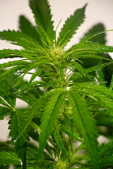 Flowering Blue Dreams Marijuana Plant. Cannabis plant with delicate white tendrils. Flowering stage. 