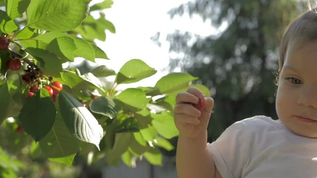 Young mother holding a baby girl on hands while baby eating cherries straight from the tree