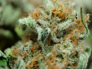 Cannabis Nahaufnahme, getrocknete Blüten