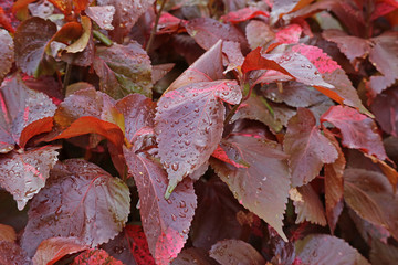Louisiana Red Copper Plants Foliage with Water Droplets after the Rain
