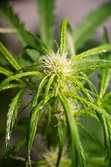 Flowering Blue Dreams Marijuana Plant. Cannabis plant with delicate white tendrils. Flowering stage. 