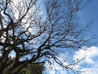 Twigs of a tree in autumn with blue sky.