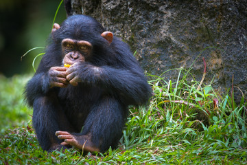 Adult Chimpanzee sitting upright eating fruit