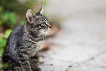 Gray striped kitten sitting in the park.