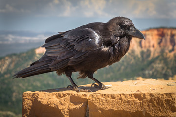 Crow on a rock at Bryce Canyon