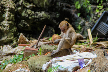 Little monkey eating coconut in the jungle
