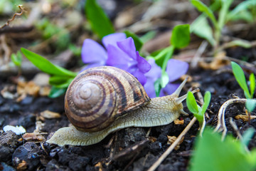 snail crawling on the ground, macro wildlife