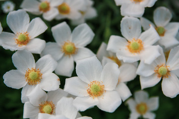 blooming white flowers in the garden