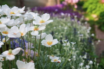 Obraz na płótnie Canvas blooming white flowers in the garden