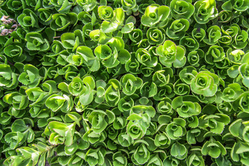 Crassula green plants background, texture
