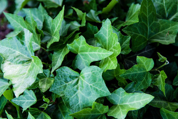 Hedera green leaves background