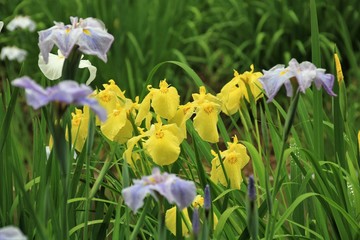 Obraz premium 花菖蒲
