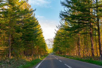 Seemingly endless asphalt road during sunset. row of trees along the country road in the countryside with mountains in the background
