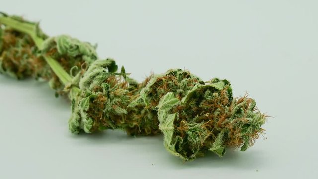 Cannabis Trocknung, Zeitraffe von einer einzelnen Bl&uuml;te