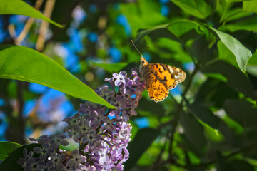 Spring scene in the park flowering branch of lilac on a blurred background.