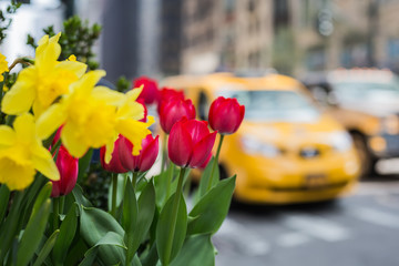 Street scene New York with colorful tulips on forground and yellow cab in background