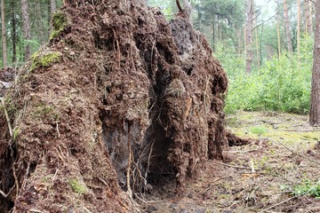 Sturmschaden im Wald