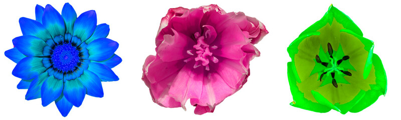 Naklejka premium three colorful flowers isolated on a white surface, red purple and yellow blossoms collages
