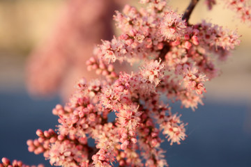 Pink blooming tamarix tamarisk on the blue sky background in spring.