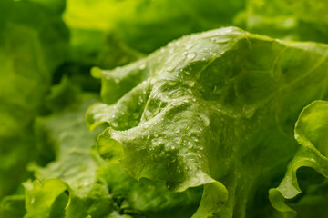 raw fresh green organic lettuce leafs isolated, vegeterian healthy foods