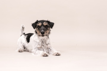 Cute Jack Russell Terrier dog isolated on white