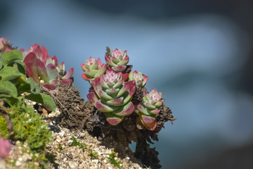 Dudleya Farinosa 