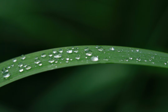 Dew drops on a narrow green blade of grass on a cool summer day, macro, background