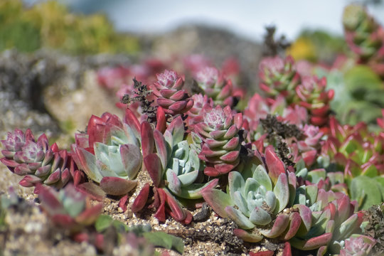 Wild dudleya farinosa succulent growing on the coast of California.