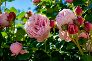 Blossom of pink rose flowers growing in castle garden in Provence, France