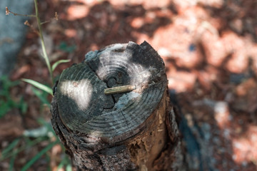 Bullet Casing on a Tree Stump